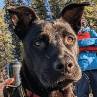 Banff Chinook Rafting Dog Ralph